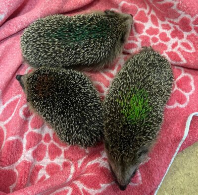Meldung: Wofür braucht ein Igel Küchentücher???