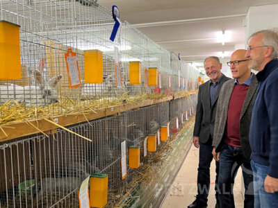 Bürgermeister Dr. Ronald Thiel lässt sich vom Vereinsvorsitzenden Hans-Gero Sperlich (l.) und Züchter Rüdiger Kurtz (r.) die ausgestellten Zuchttiere erläutern. Foto: Privat (Bild vergrößern)