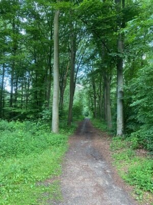 Aktuelle Daten unterstützen den Wald der Zukunft (Bild vergrößern)