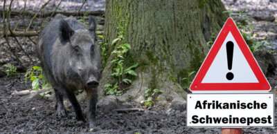Eindämmung der Afrikanischen Schweinepest (Bild vergr&ouml;&szlig;ern)