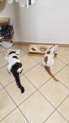 Nico und Kumpel Max (Bild vergrößern)