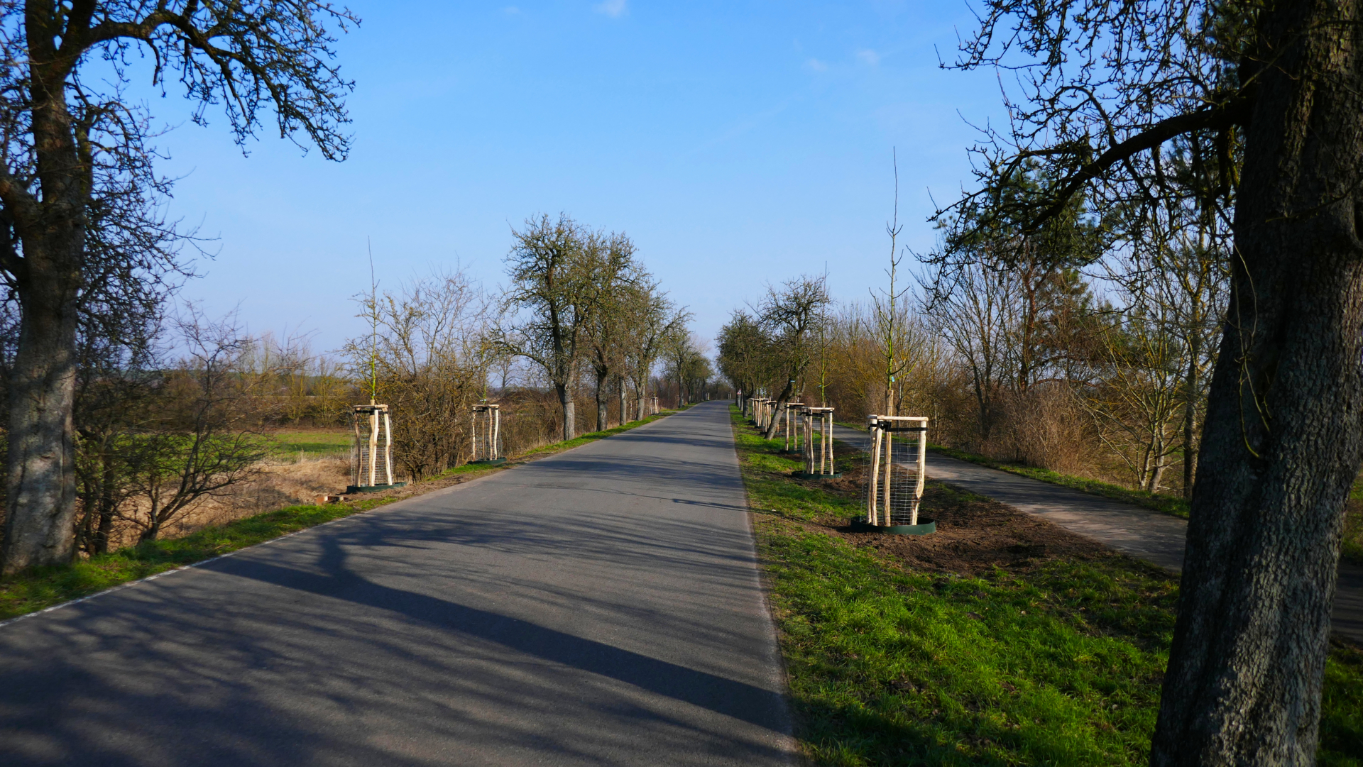 76 neue Birnbäume wurden zwischen Buckow & Großwudicke gepflanzt