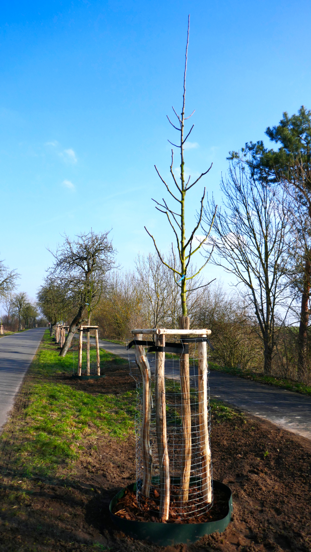 Frische Allee-Birnen zwischen Buckow & Großwudicke