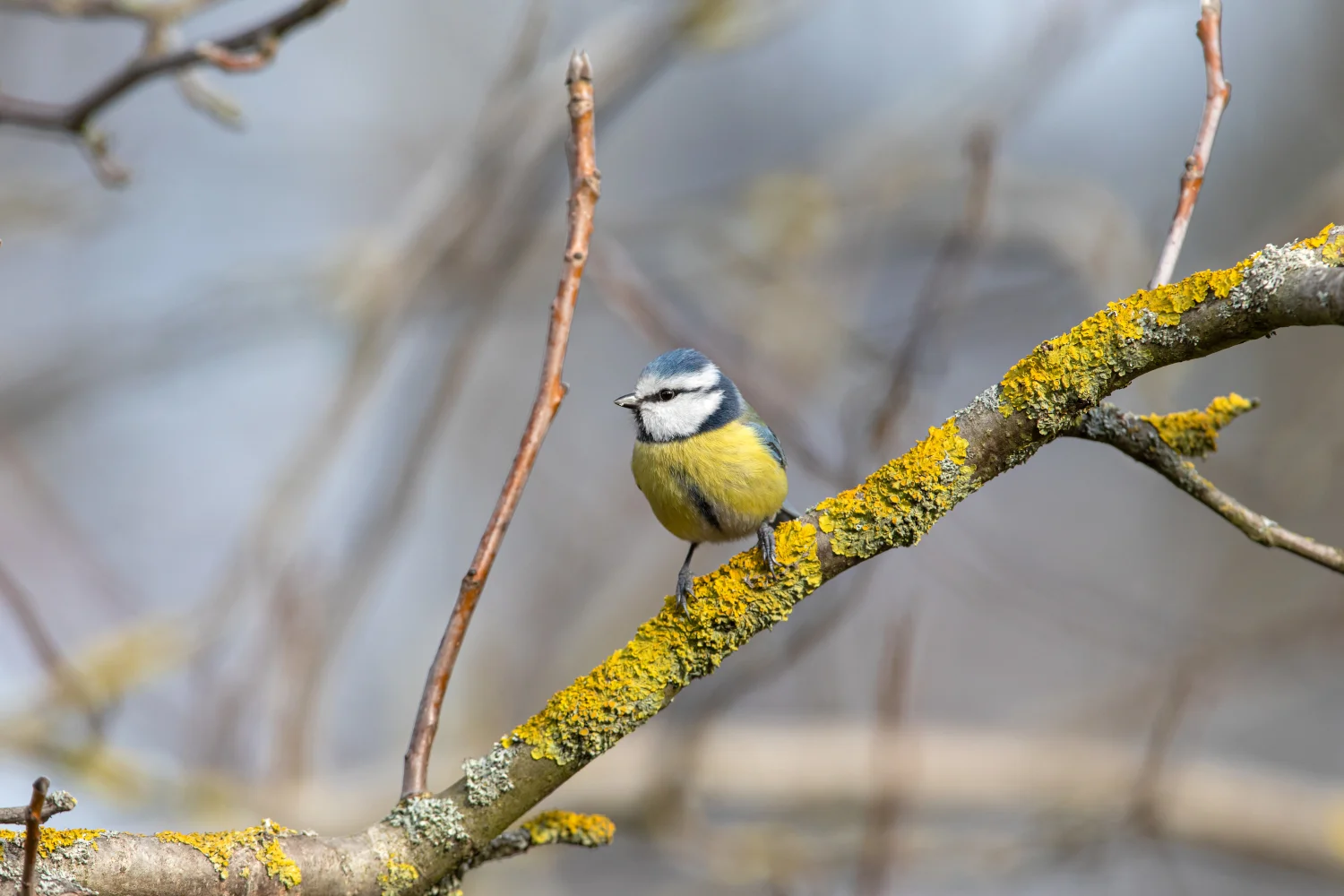Blaumeise (Foto: Ralf Donat)