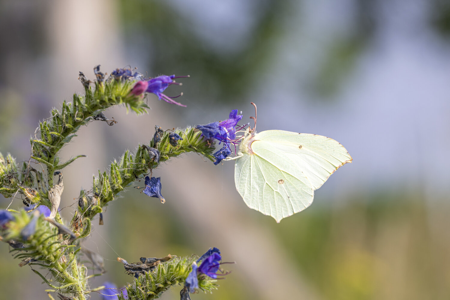 Zitronenfalter (Foto: Ralf Donat)