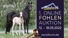 Plakat 1. Online Fohlen Auktion
