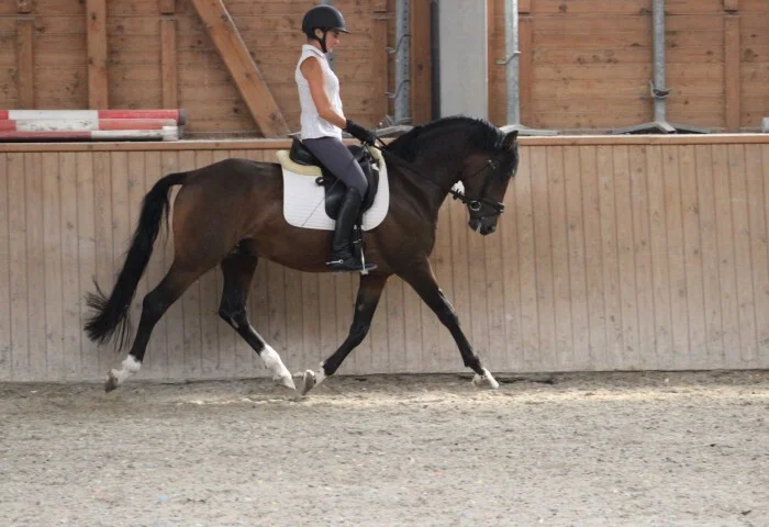 700x480-crop-90-weidners_dark_knight_mit_fremdreiterin_weidners_dark_knight