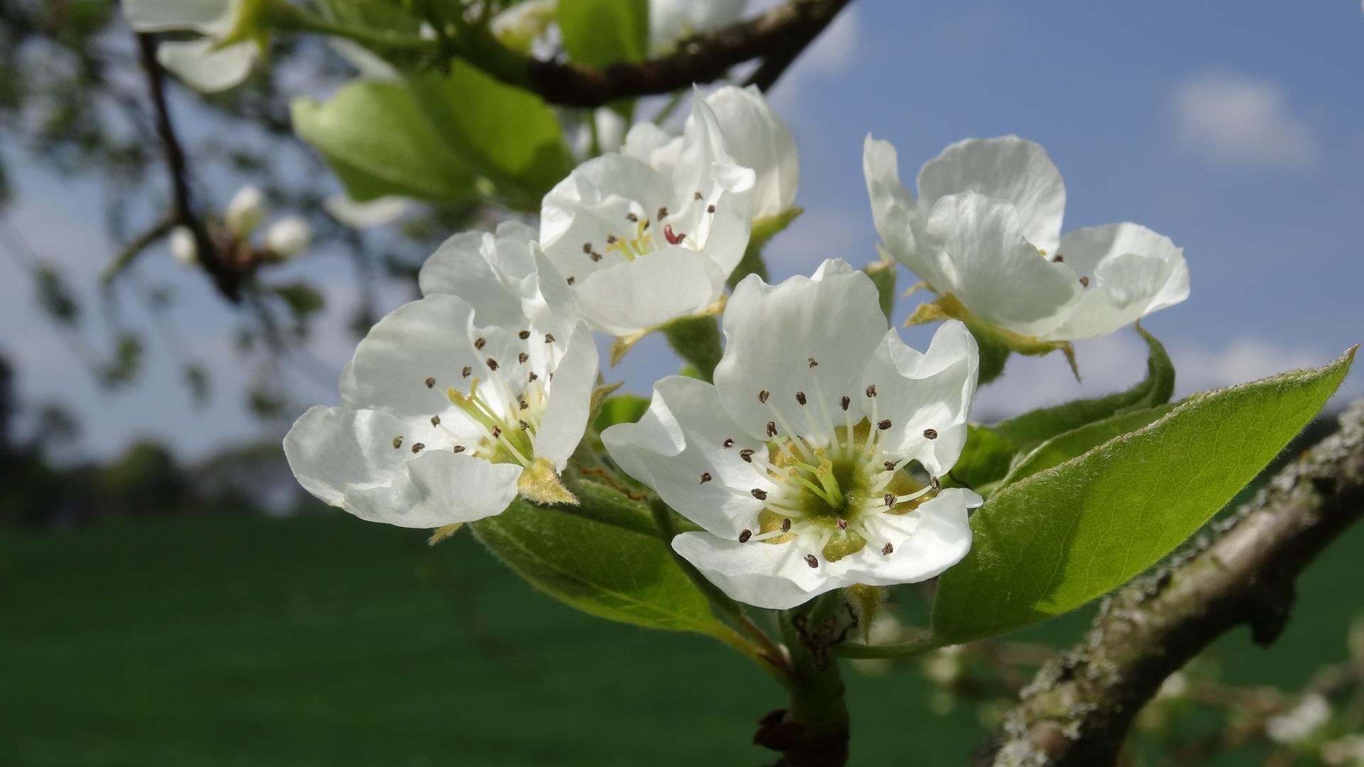 Nahaufnahme von weißen Blüten an einem Baumzweig vor blauem Himmel