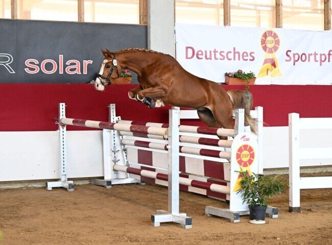 650x480-crop-90-fabelhafter_floris_spr