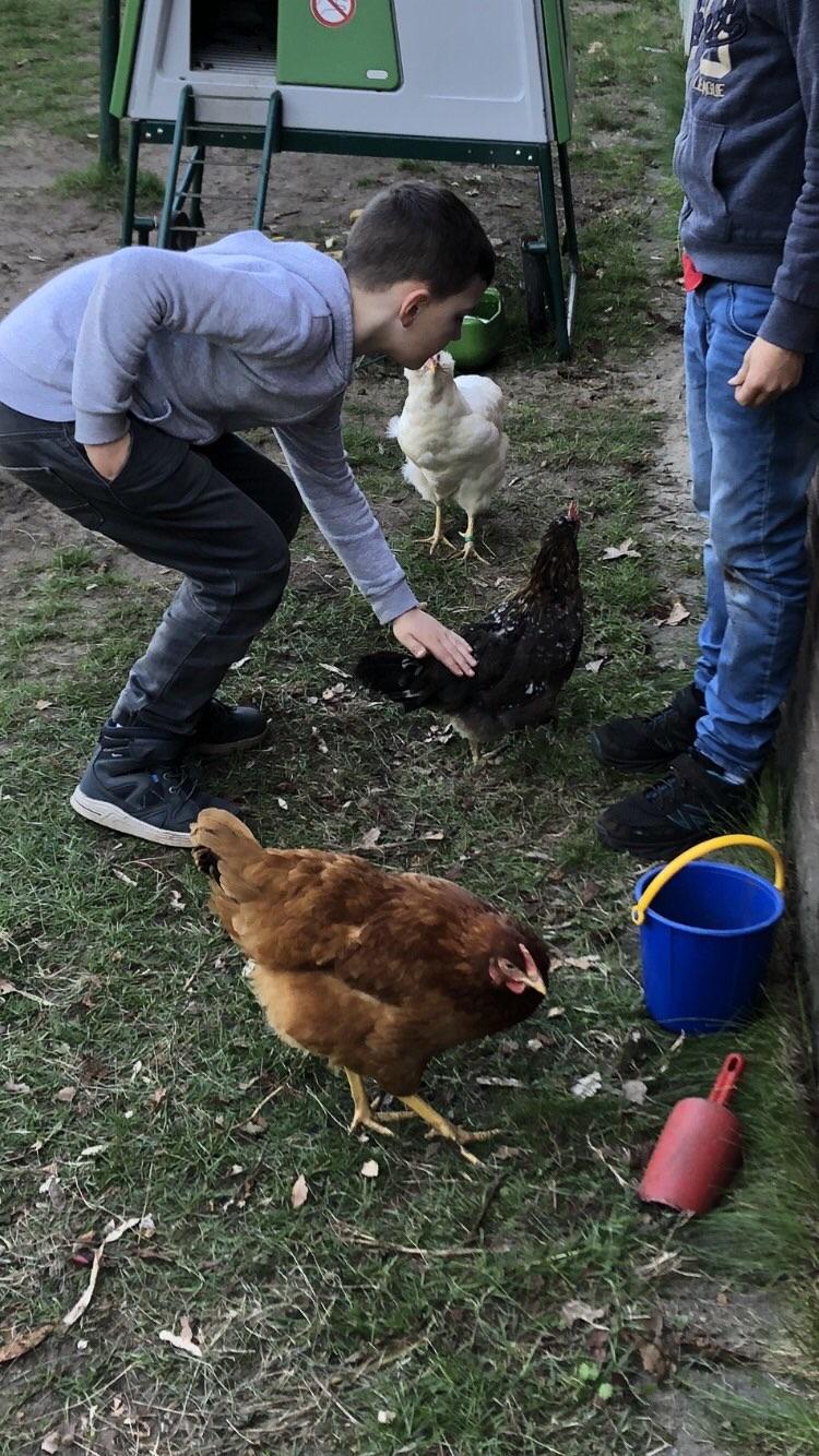 Hühner ganz nah
