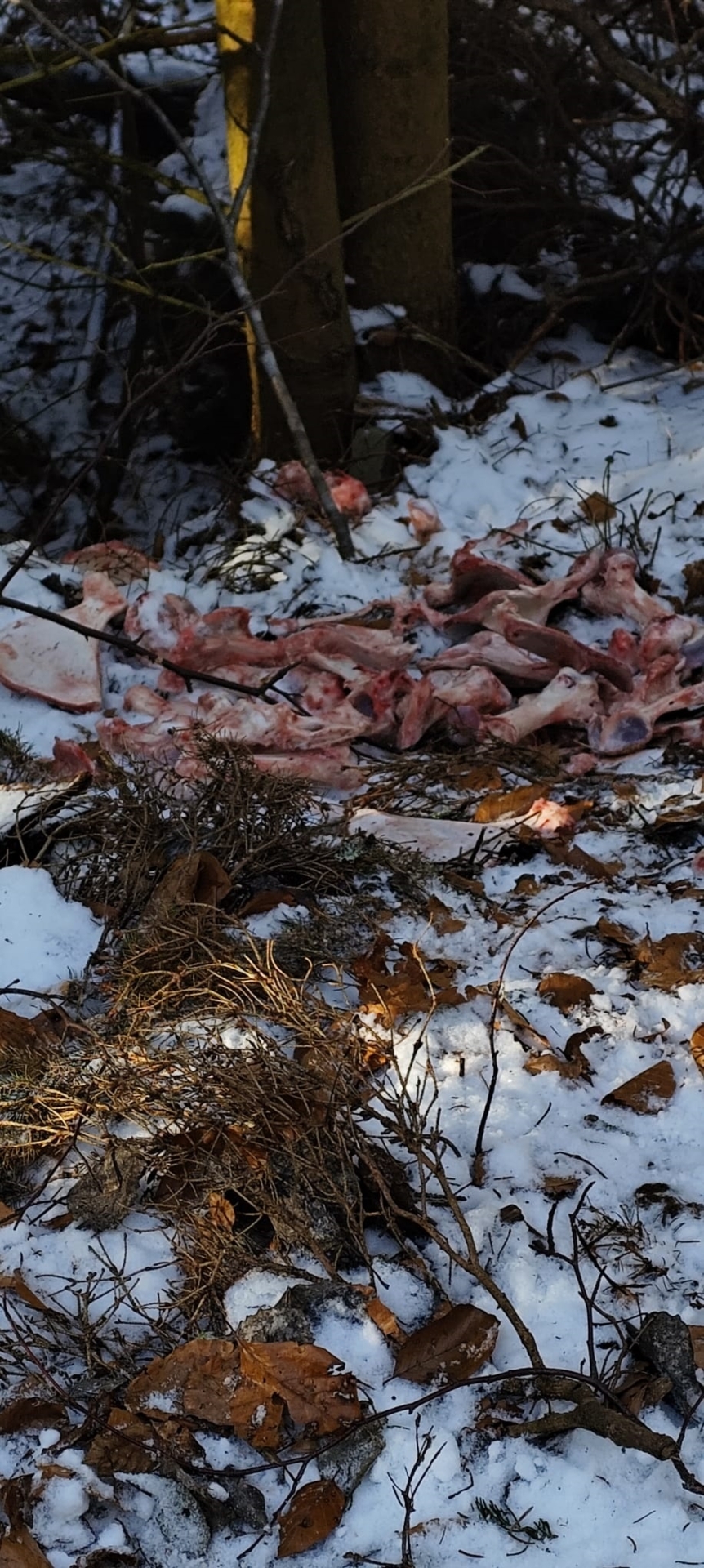 illegal entsorgte Schlachtabfälle im Wald bei Lichte_Foto Forstamt Neuhaus