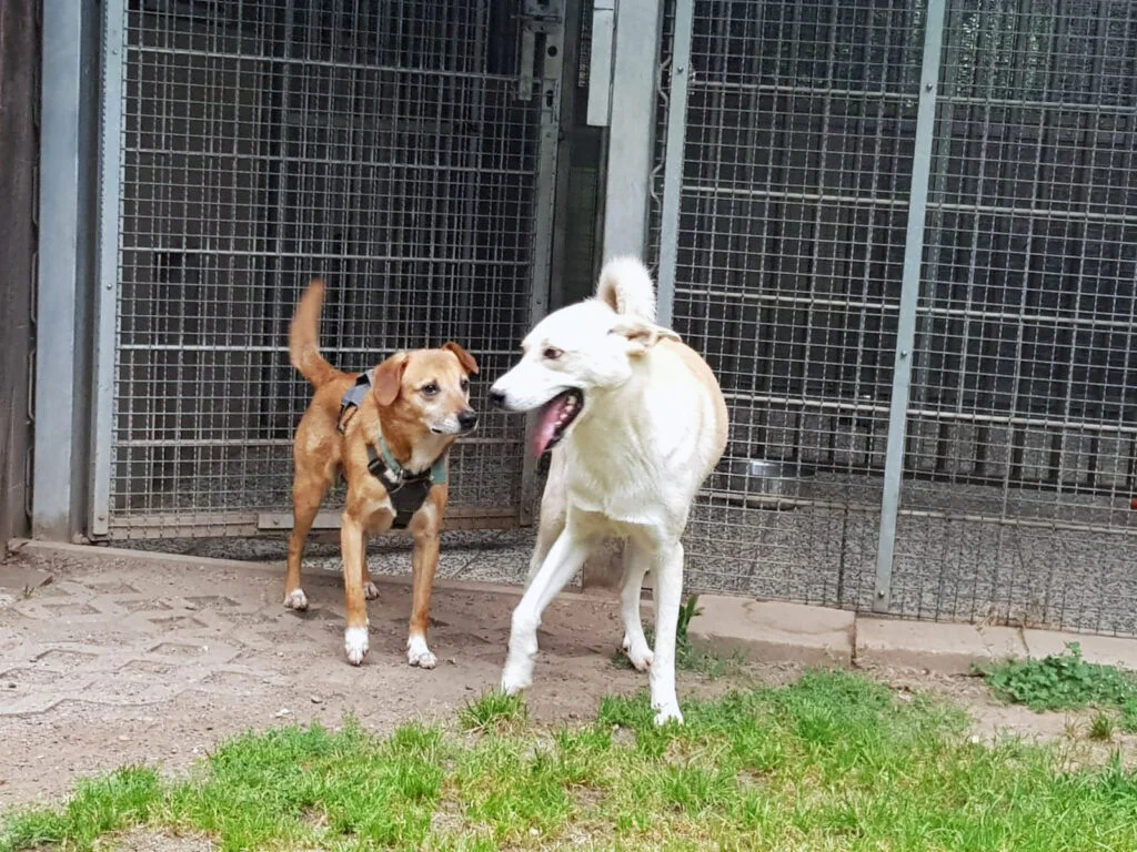 Dilon mit einem anderen Hund mit braunen Fell