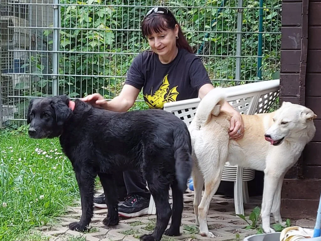 Dilon mit einem anderen Hund mit schwarzem Fell