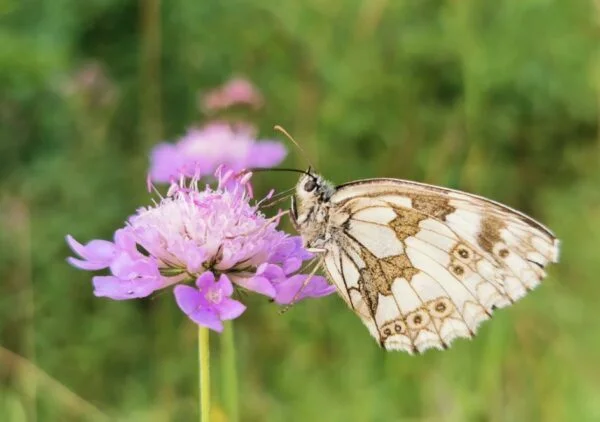 Schachbrettfalter