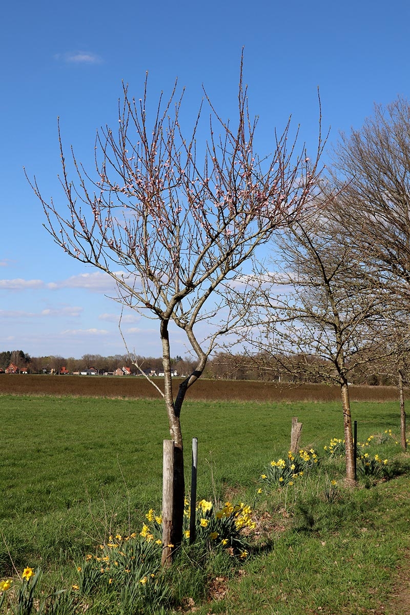 osterglocken2_ewlh
