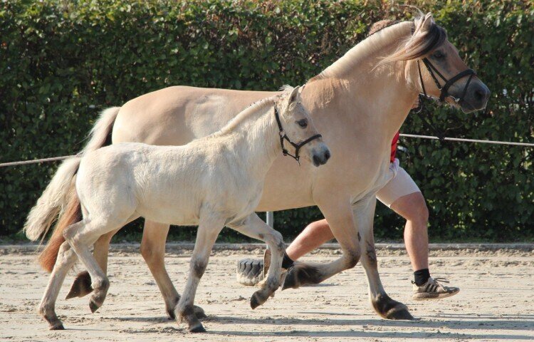 750x480-crop-90-1b__n.n.stutfohlen1b__ohne_namen_