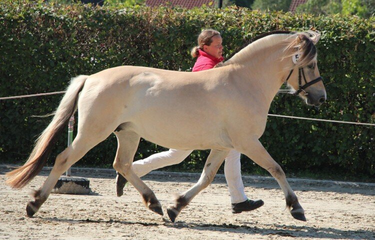 750x480-crop-90-4a__lyria_gesamtreservesiegerstute_lyria_571a-5-7jaehrig