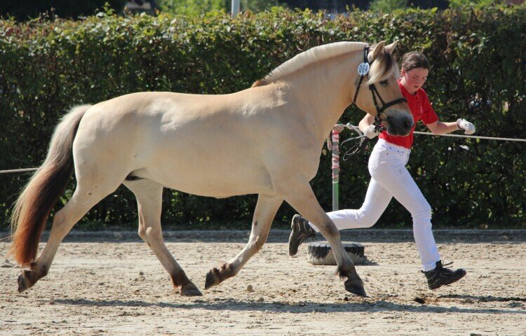 750x480-crop-90-5a__anike__gesamtsiegerstute_anike_641a_8-10jaehrig