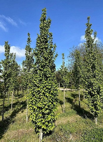 Bäume
