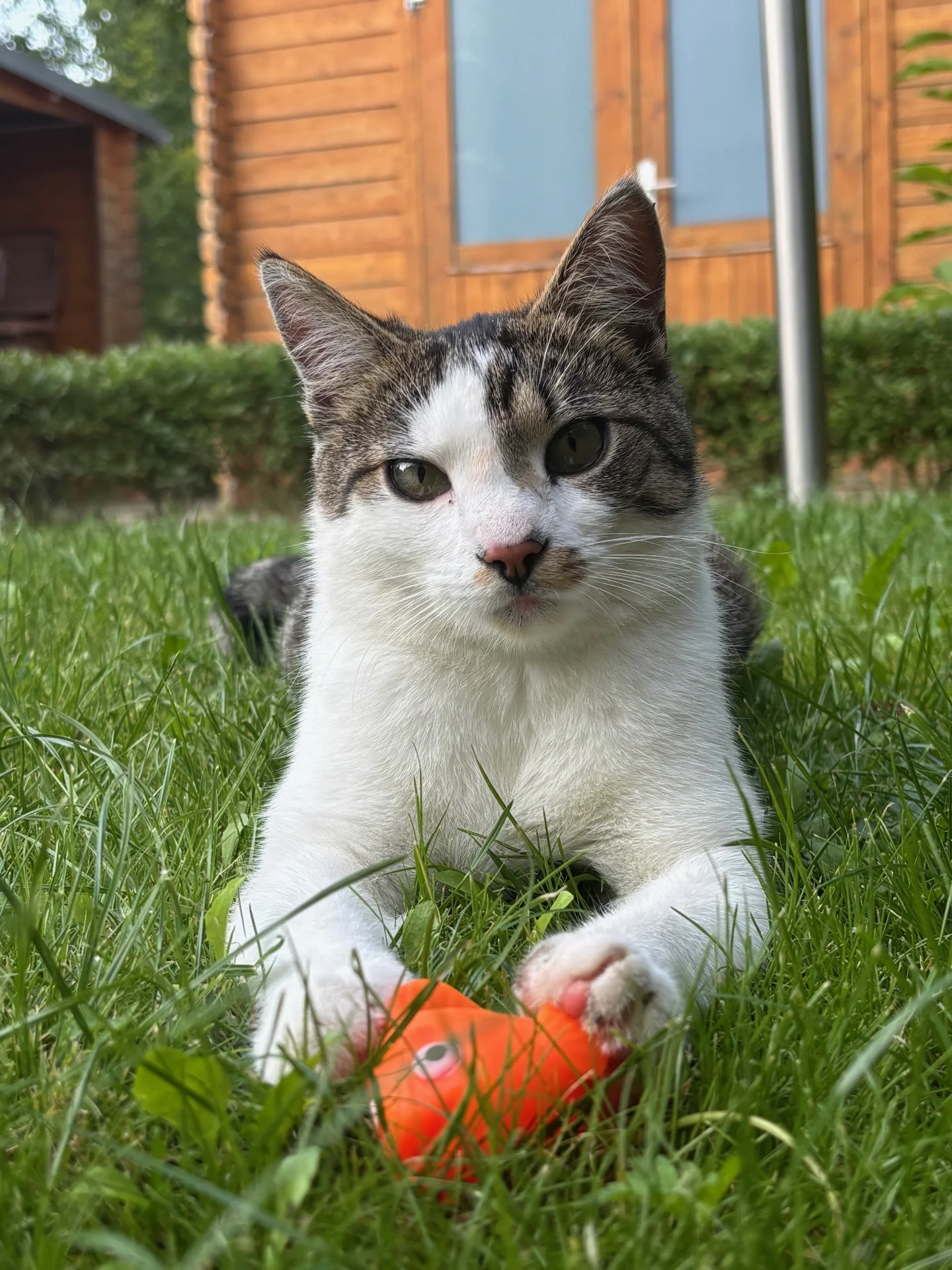 Frankie aus Rochlitz