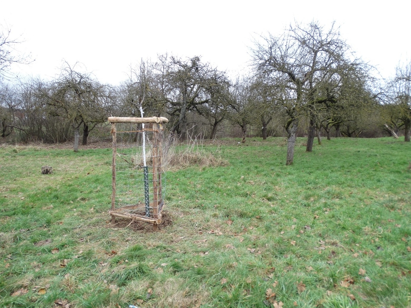 Neu gepflanzter Obstbaum mit Weidetierschutz an der Steinruthe, 17.12.2024, Foto: LPV Lkks e.V.
