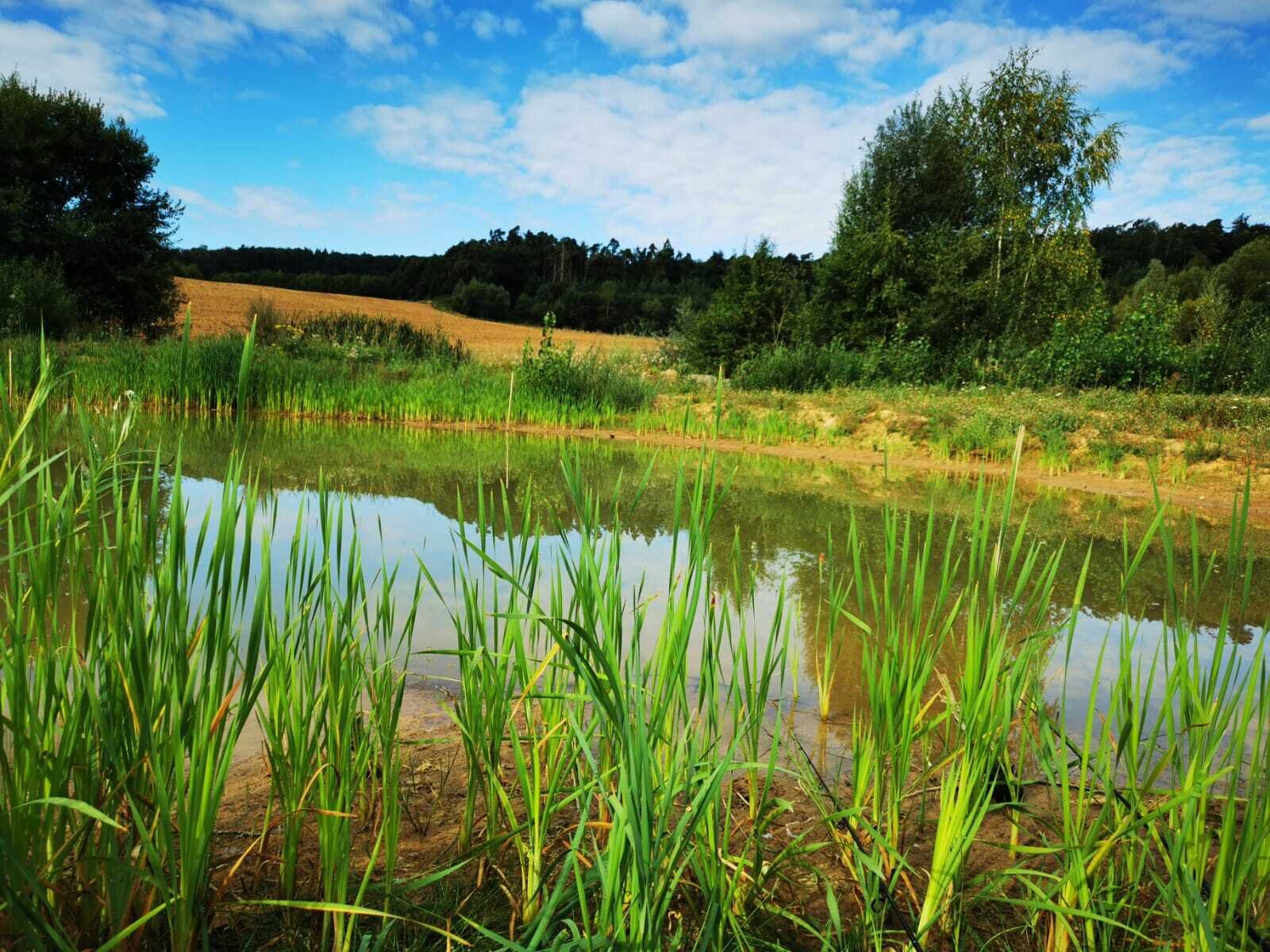 Natürliche Flachwasserteiche - Lebensraum zahlreicher heimsicher Arten