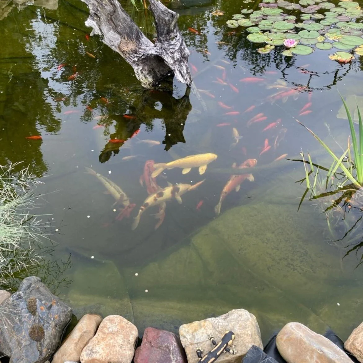 Goldfische und Koi im Gartenteich, Quelle: Anja Kügler