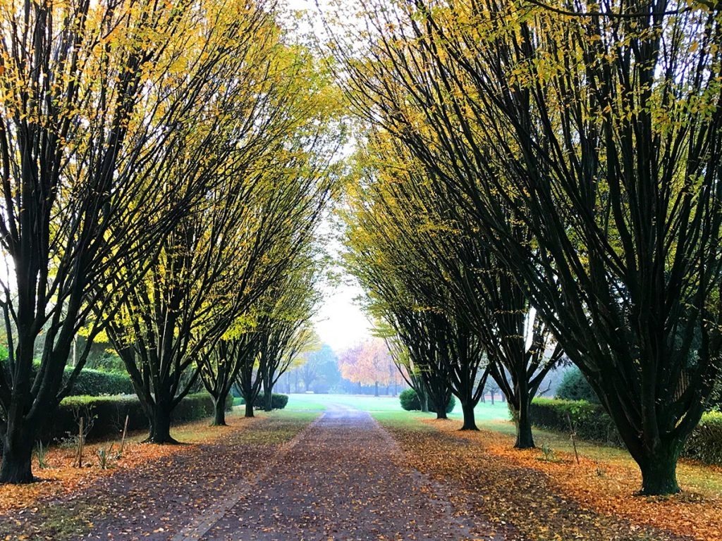 Walter_Peters_Park_Teil2_Allee-1024x768