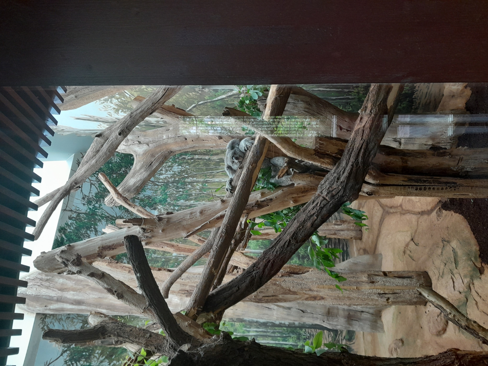 Zoo4