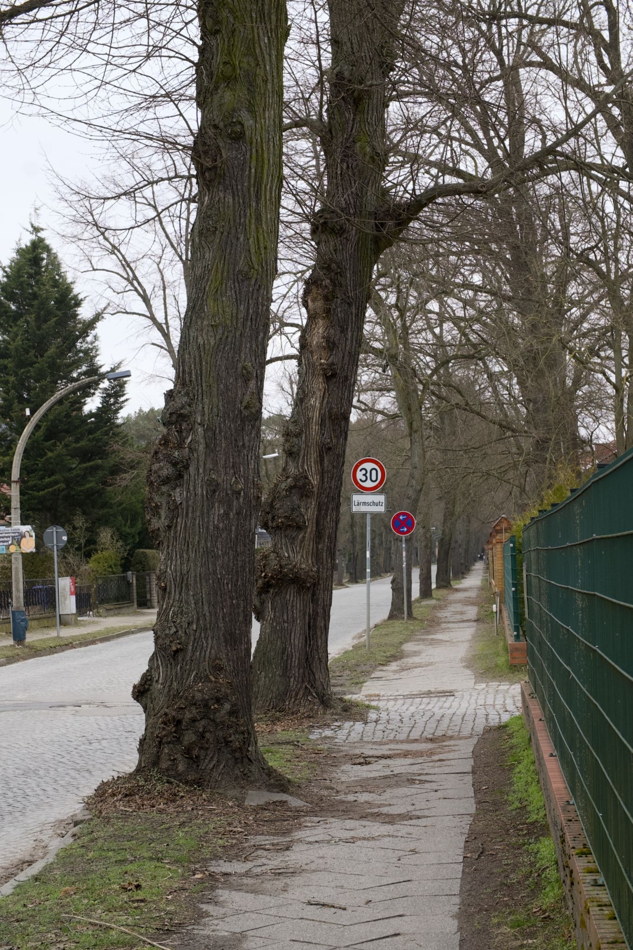 Seestraße in Zeuthen. Oft ist gar nicht genug Platz, um neue Alleebäume 4,50 Meter entfernt vom Straßenrand zu pflanzen. Foto: Peter Mittwoch