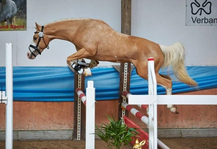 700x480-crop-90-2024darmstadtpony_chester_m