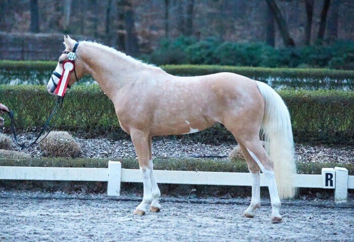 700x480-crop-90-2024darmstadtpony_chster_m_dt_reitpony