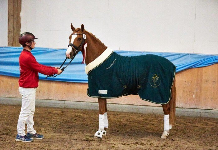 700x480-crop-90-2024darmstadtpony_emil_dt_reitpony