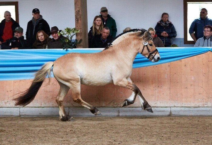 700x480-crop-90-2024darmstadtpony_fjord_hengst_visselbo