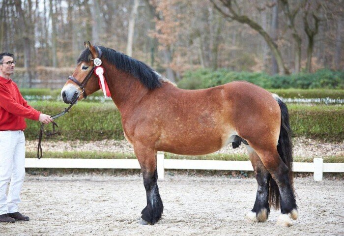 700x480-crop-90-2024darmstadtpony_gimli_rheinisch_dt_kaltlblut