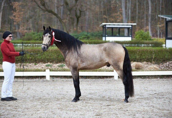 700x480-crop-90-2024darmstadtpony_siegerhengst_der_koerung__-_paso_iberoamerikano_amber_de_monte
