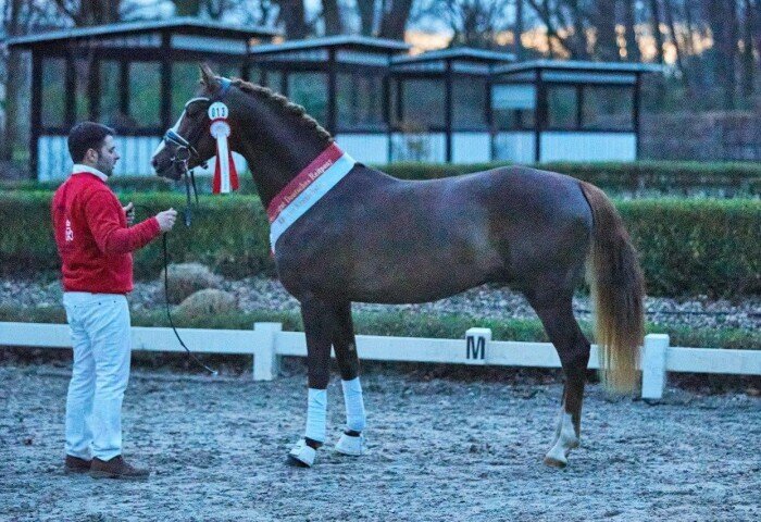 700x480-crop-90-2024darmstadtponykf_sieger_der_deutschen_reitpony_d-gold_royale_at