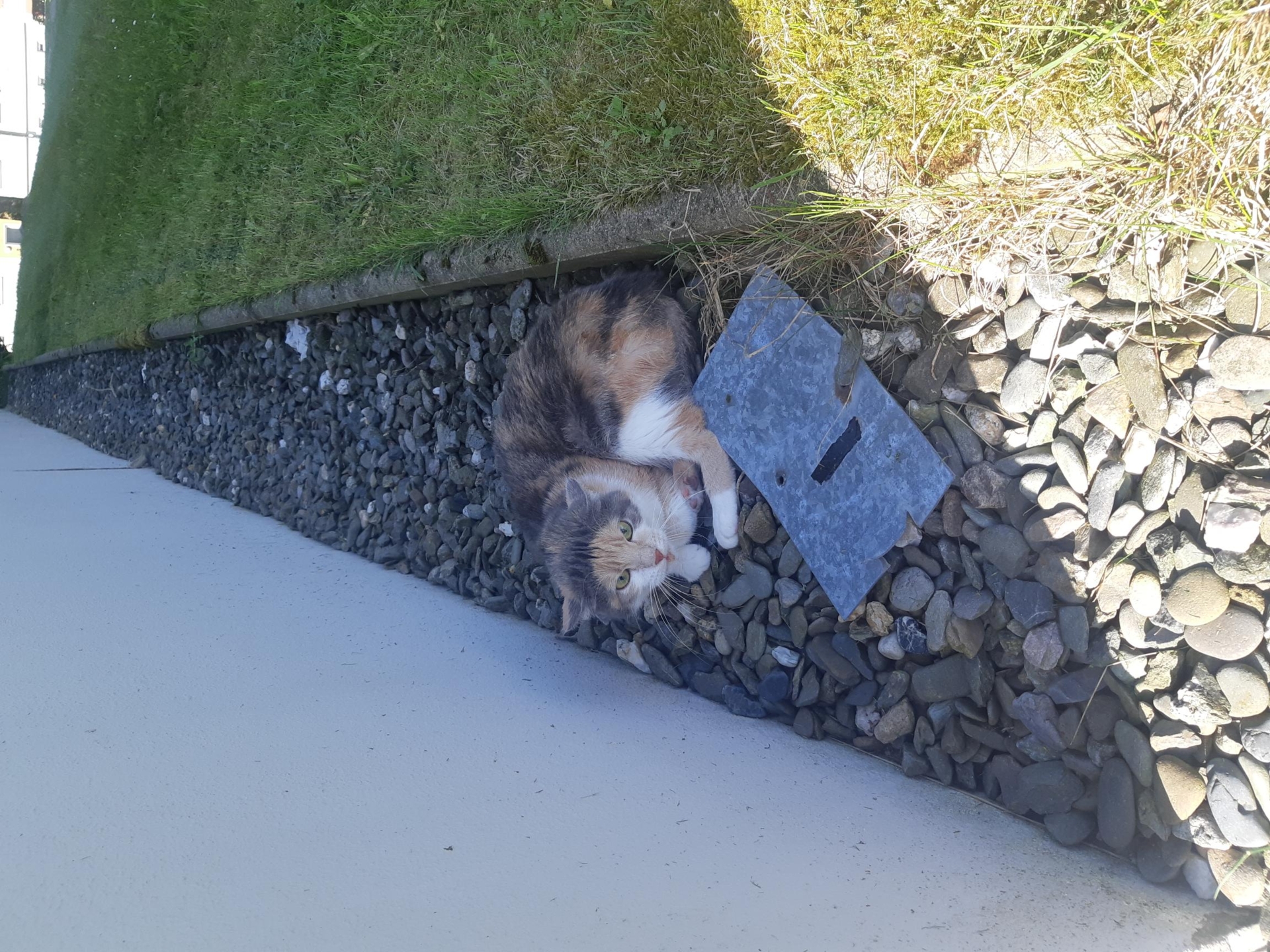 Fundkatze 14.05.2025 Hufelandstraße 1