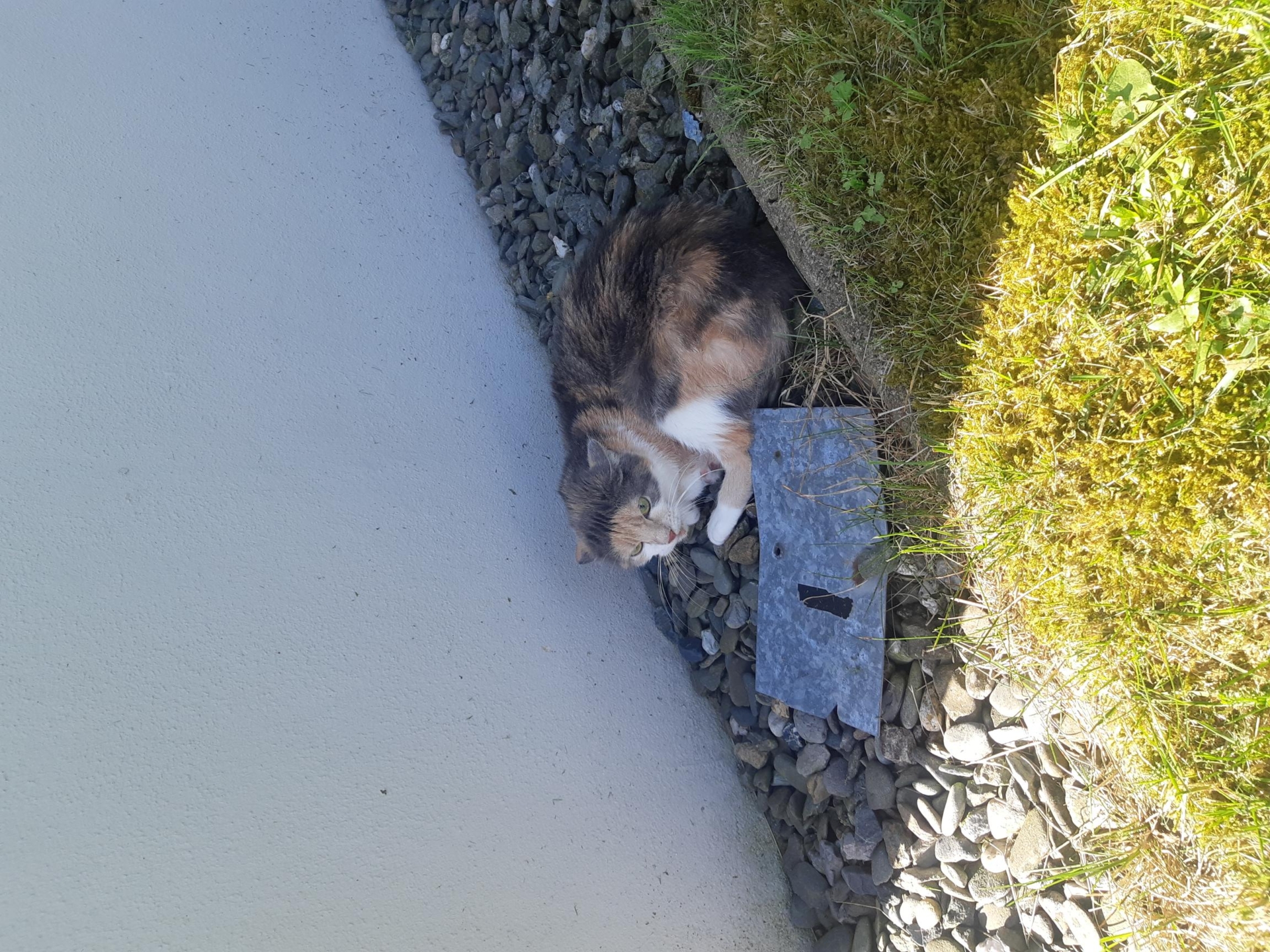 Fundkatze 14.05.2025 Hufelandstraße 2