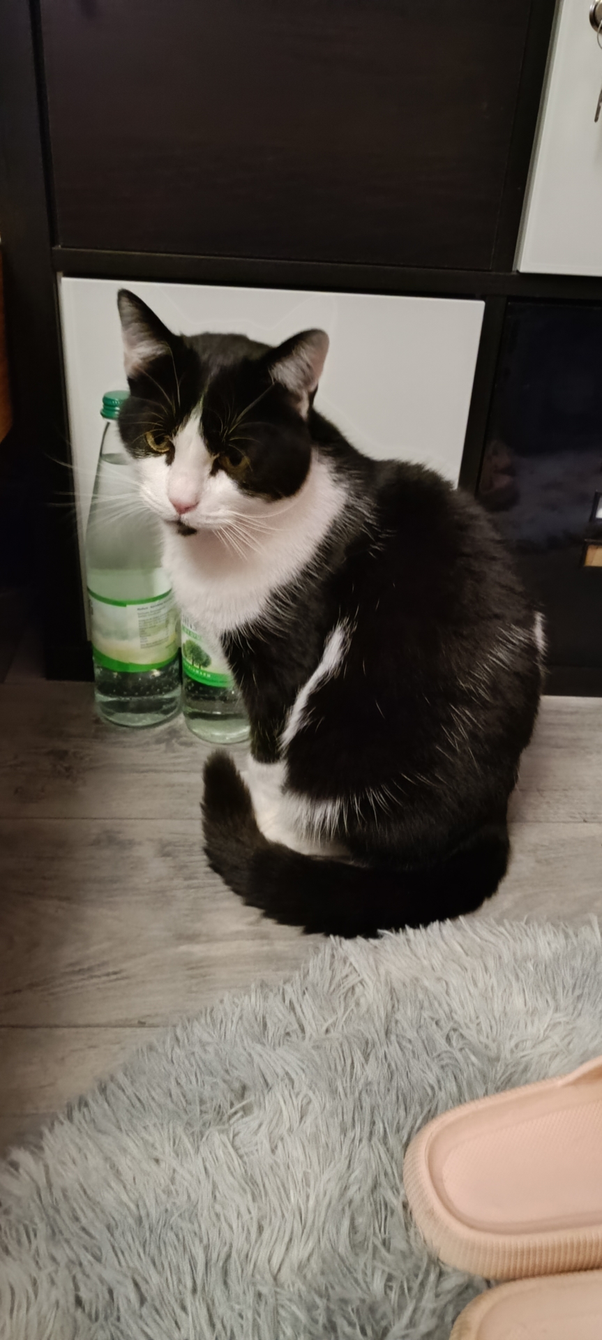 Kater Anton aus Steinheid