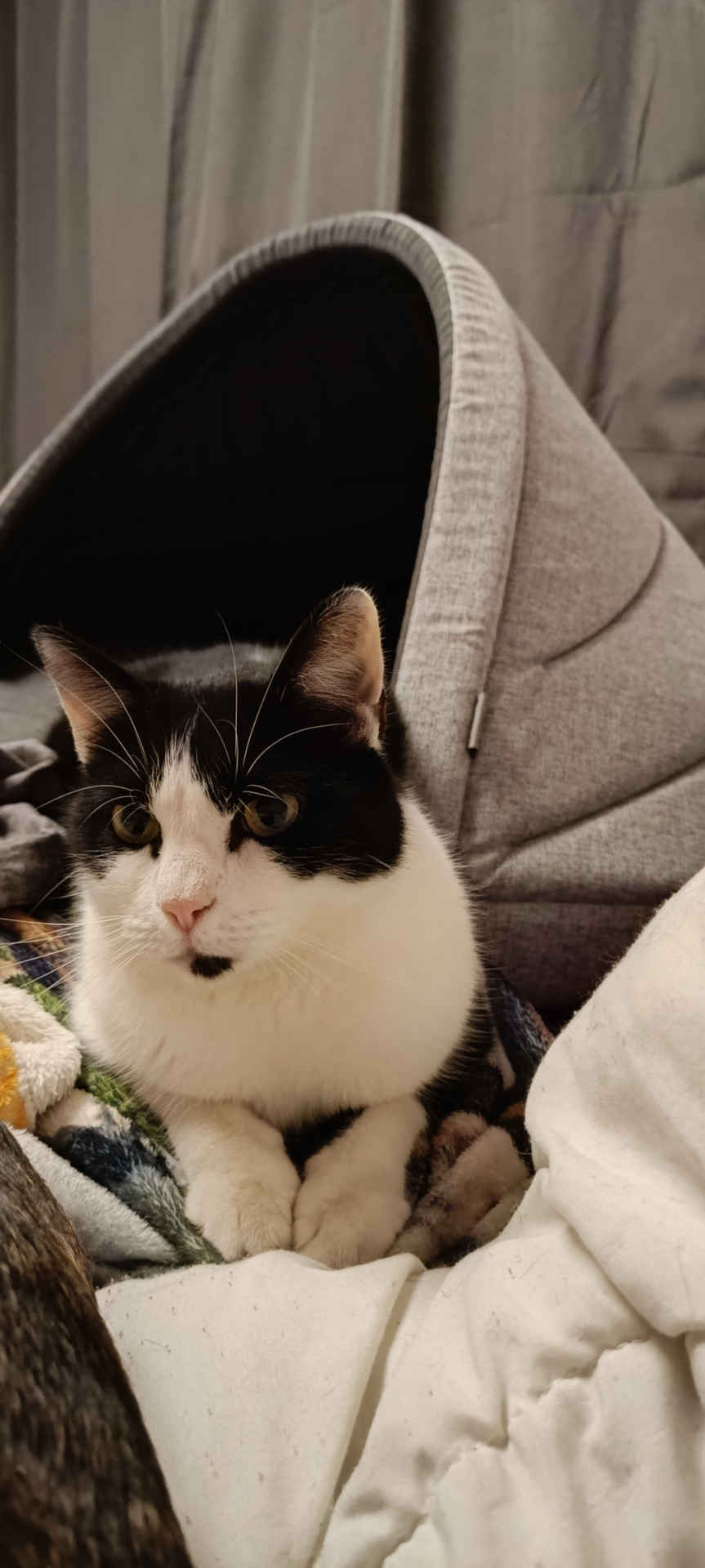 Kater Anton aus Steinheid 2