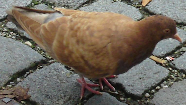 Taube Taube