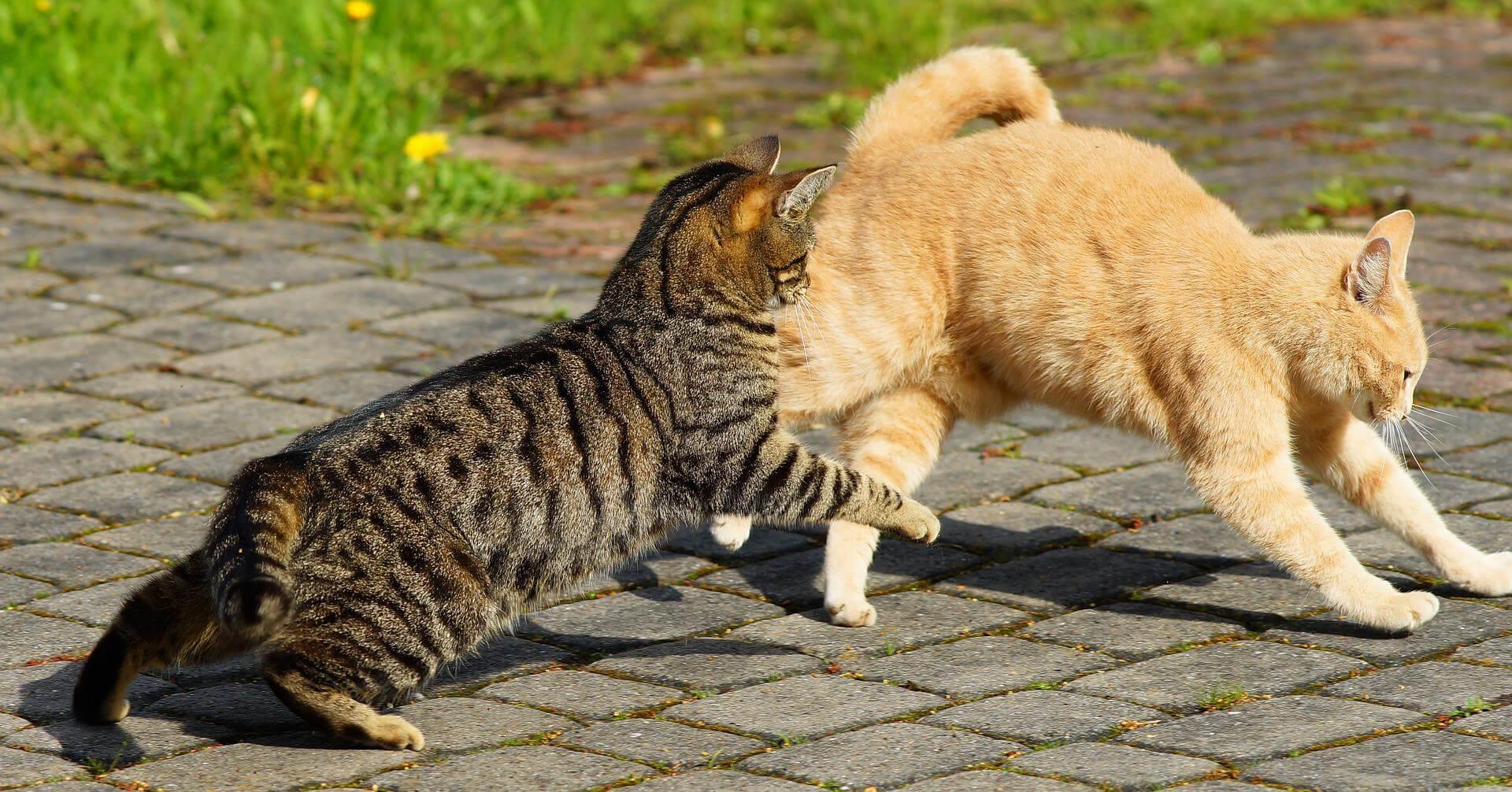 Mobbing unter Katzen Offensive Aggression
