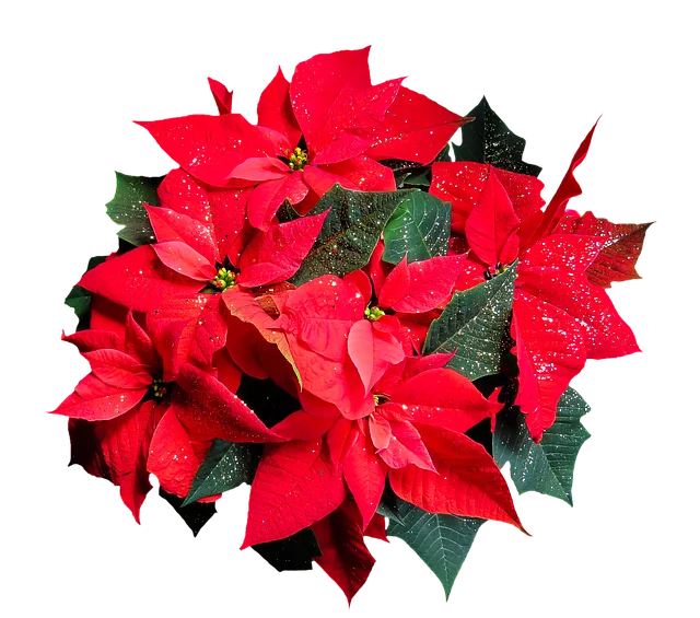 flower-1829711_640 (1)