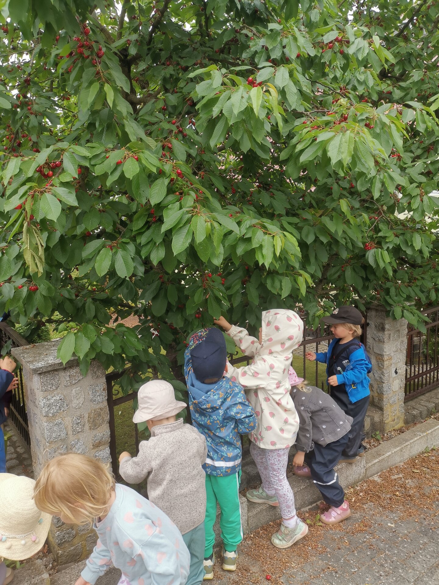 Kinder naschen Kirschen vom Baum