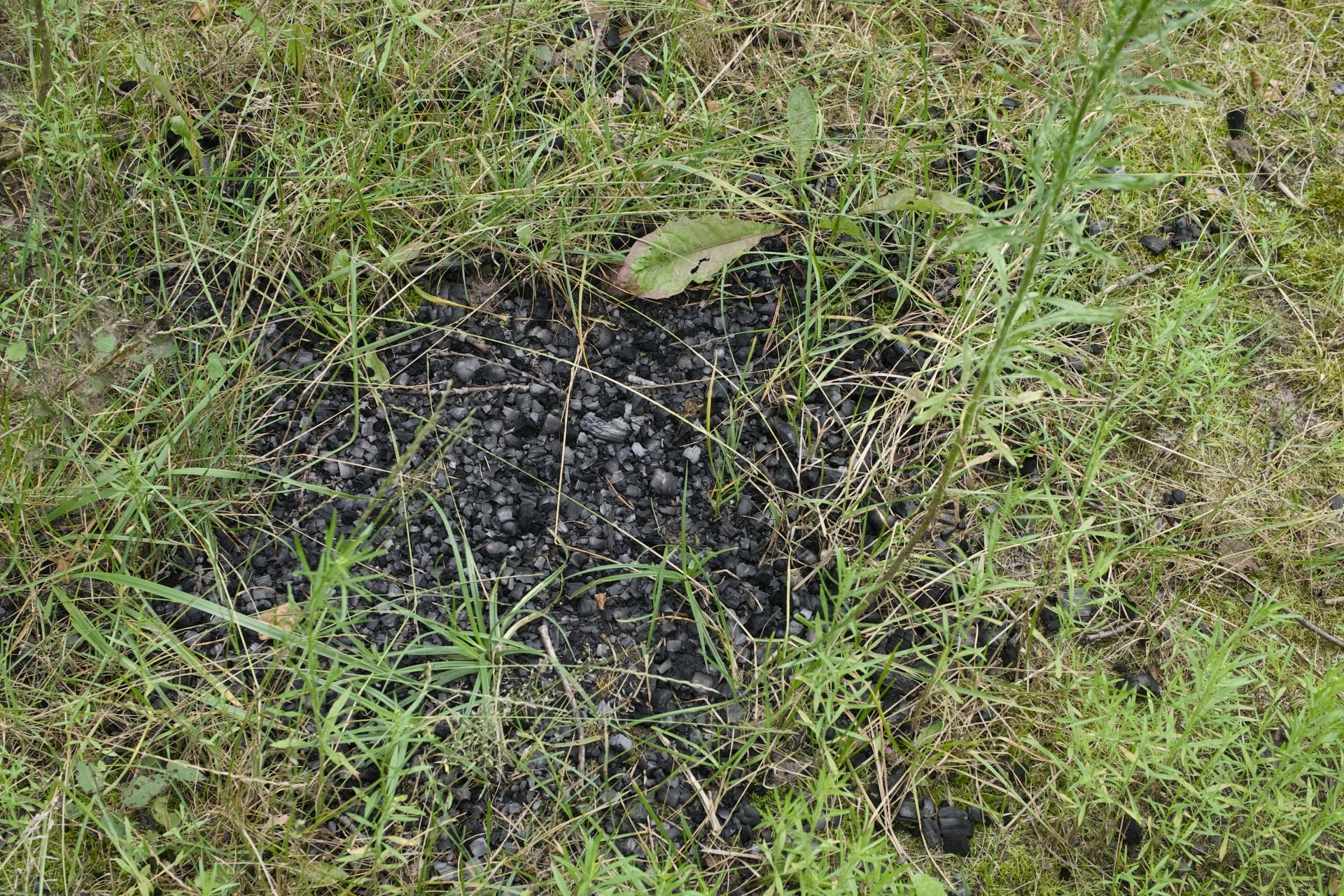 Feuerstelle im Naturschutzgebiet. Foto: Peter Mittwoch