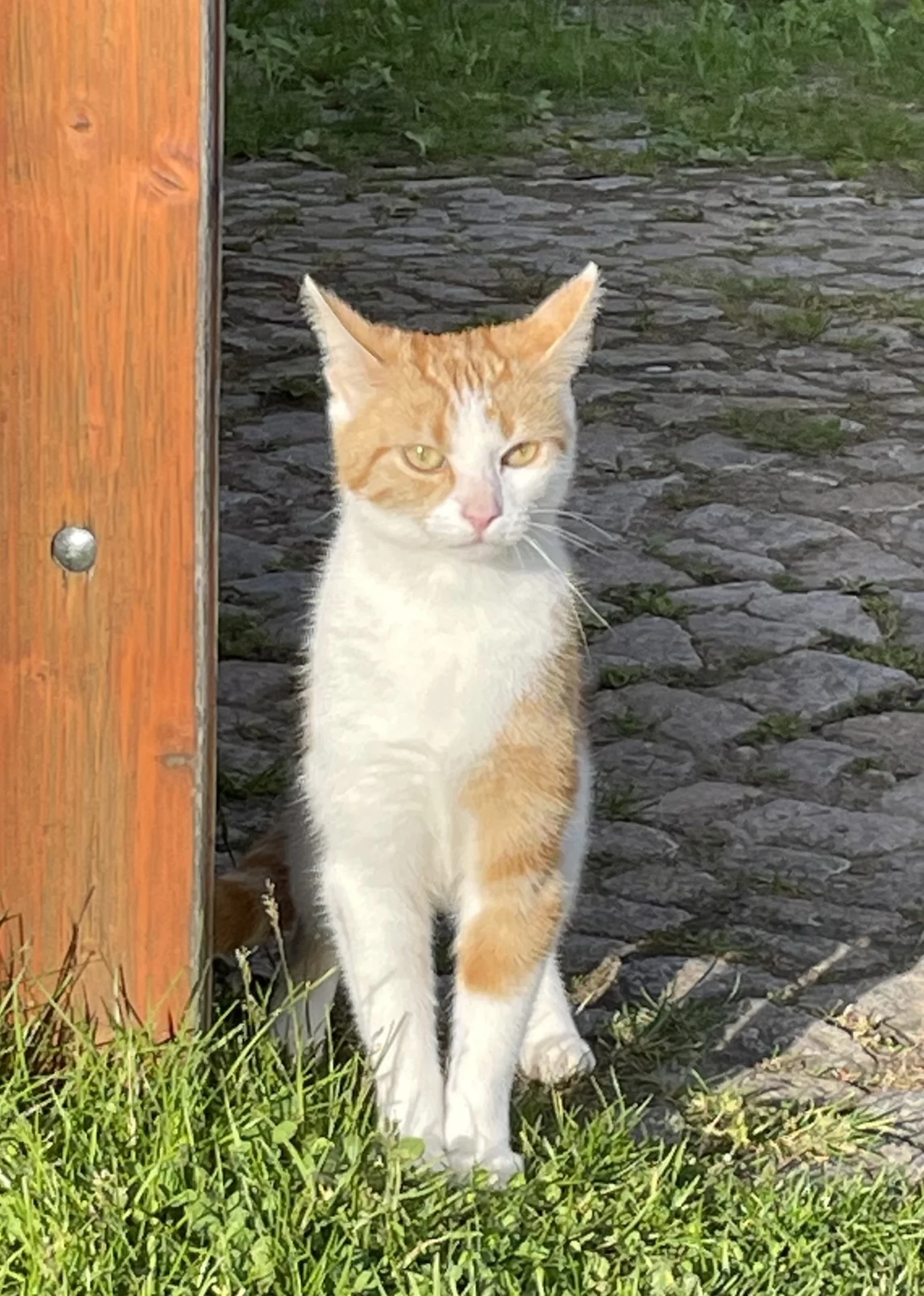 Nala