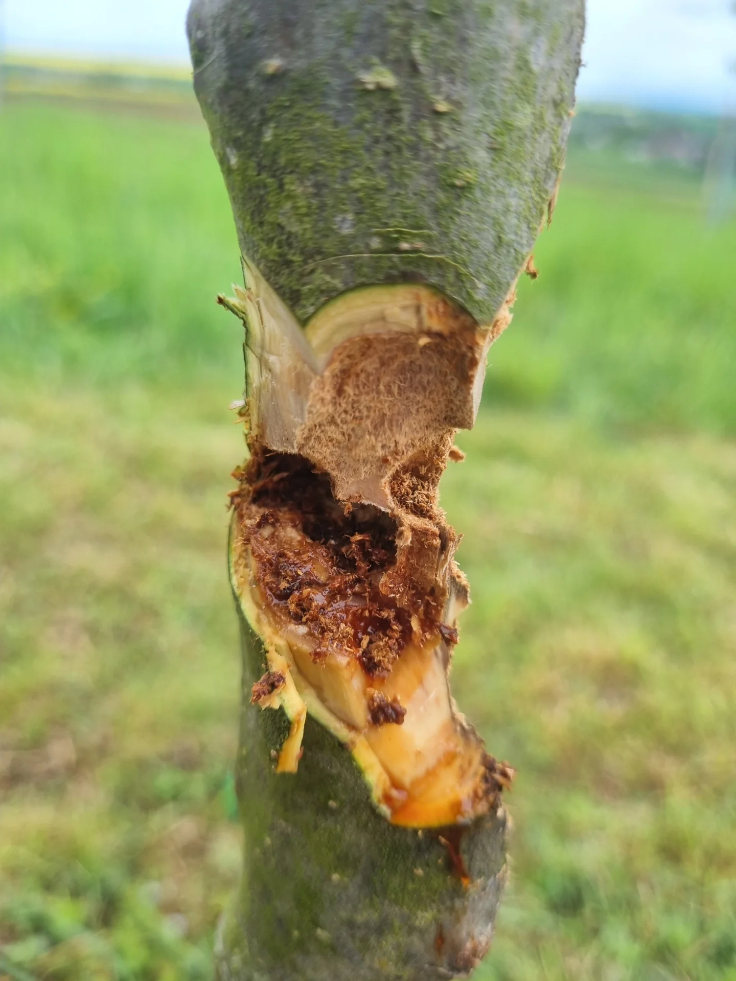 Schädlingsbefall