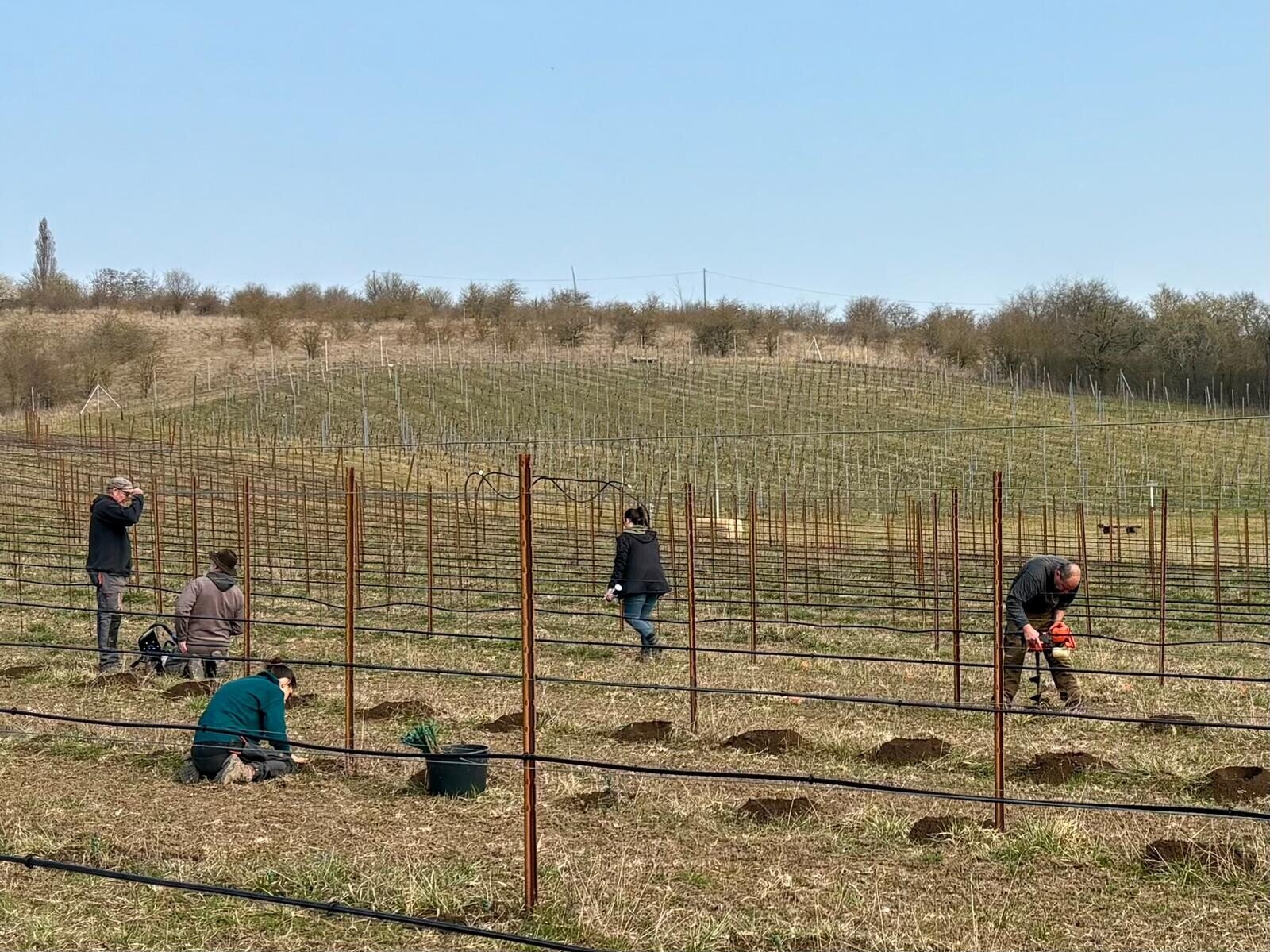 Der städtische Weinberg wurde auf rund 1,5 ha aufgerebt. Eine erste Weinlese ist für das Jahr 2028 zu erwarten. Angebaut werden die pilzresistenten Sorten Pinotin und Suvignier Gris.