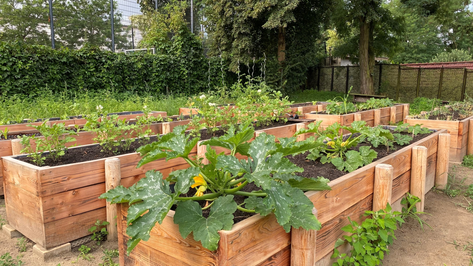 Ökologisches Schulgartenprojekt sorgt für Begeisterung